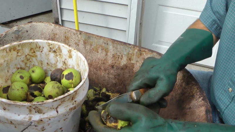 BLACK WALNUT harvesting