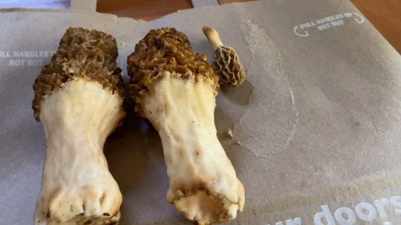 Cooking Morel Mushrooms