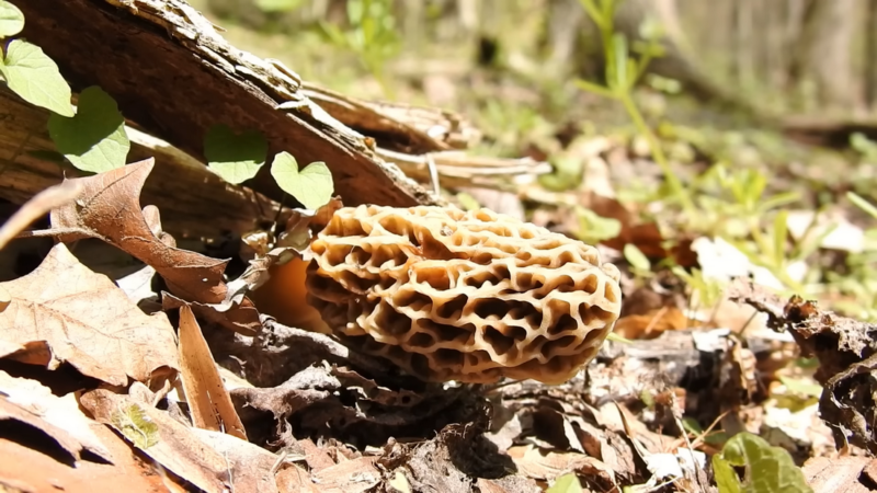 Find Morel Mushrooms