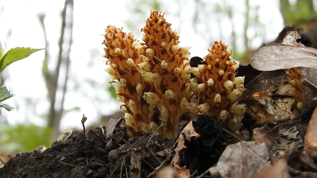 Morel Mushrooms