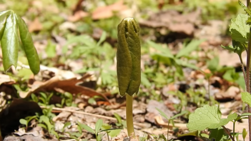 What It Takes To Find Morel Mushrooms (1)