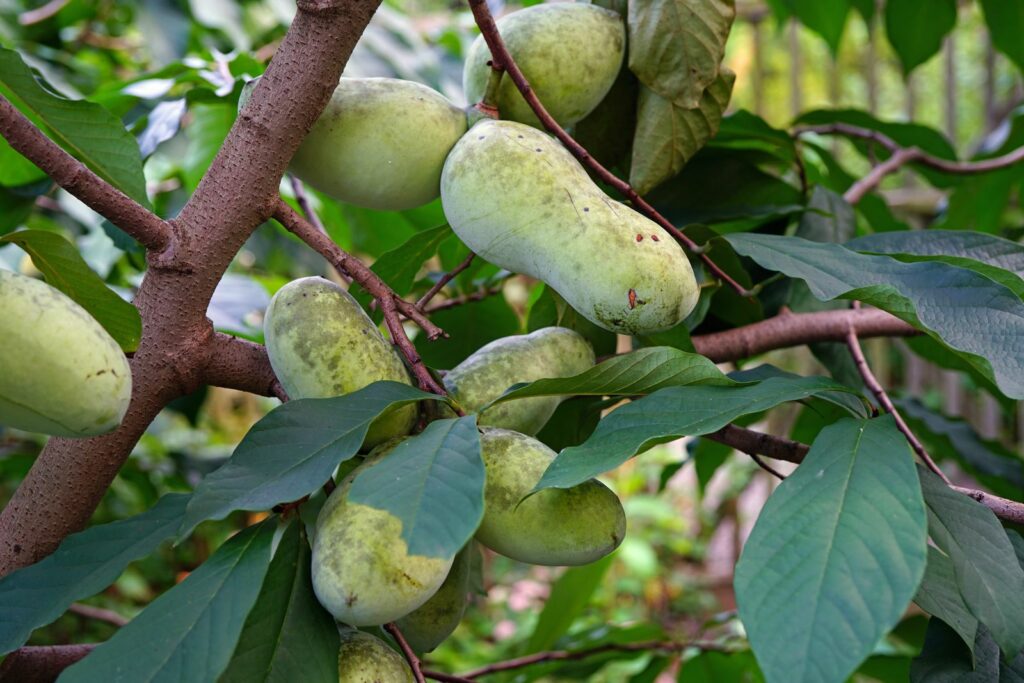 PawPaw Hanging From A Tree