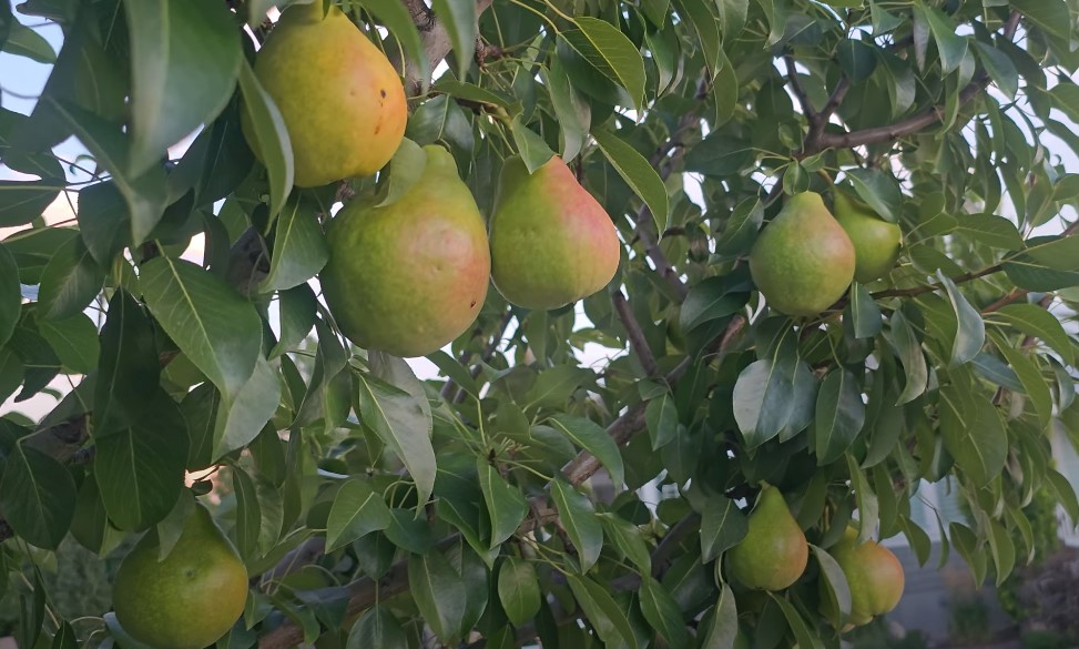 Anjou pear flavor profile