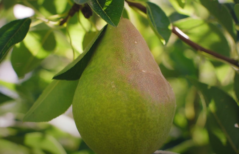 Anjou vs. Bartlett pears